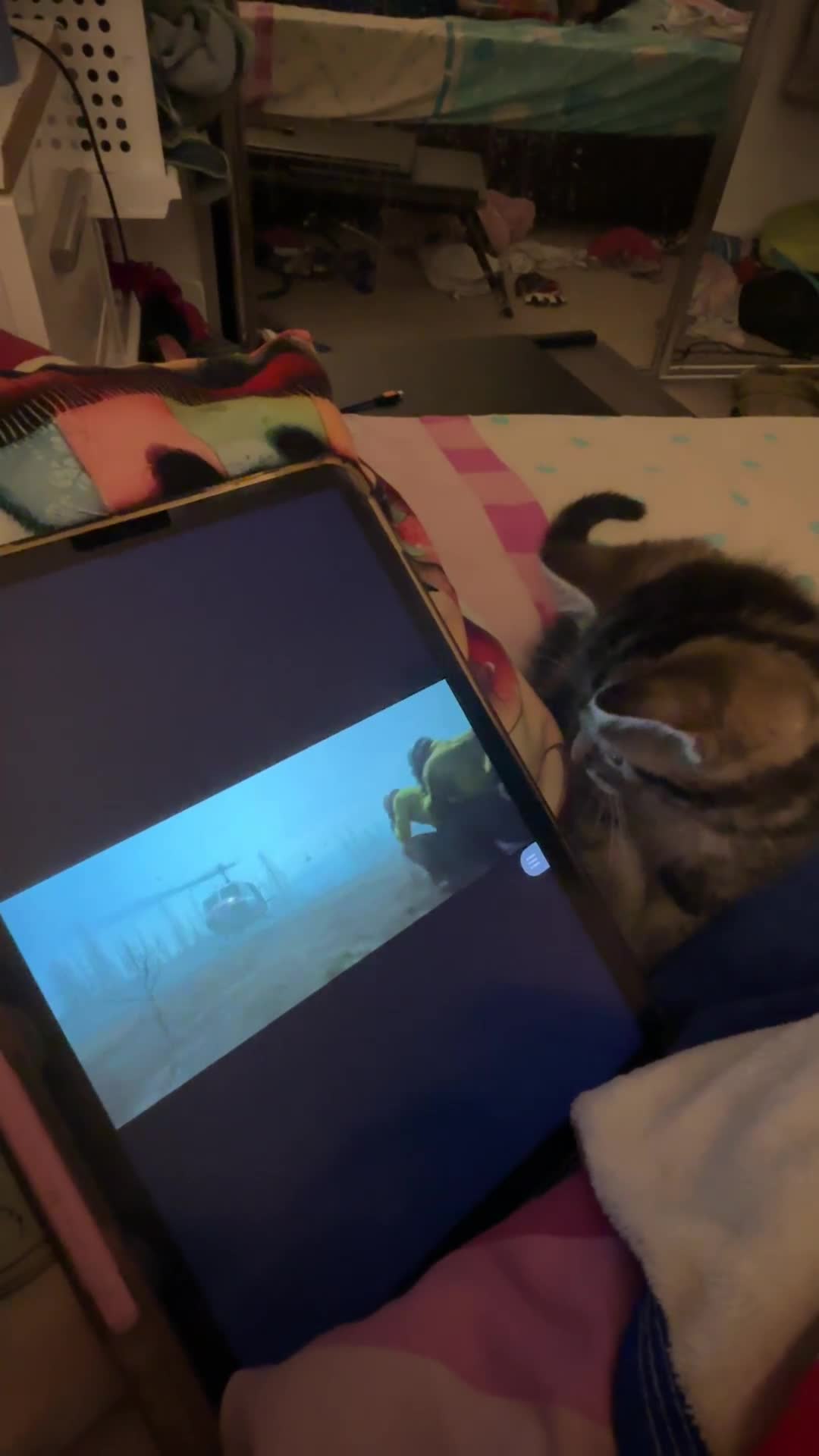 Mixed Breed cats for sale: Adorable Tabby Kittens – Home Raised & Cuddly - Video 2