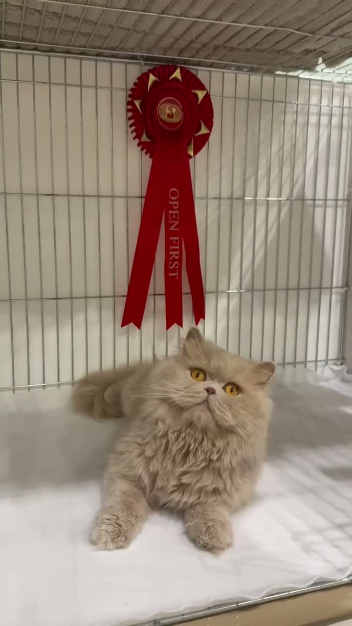 British Longhair cats for stud: Fawn Longhair Available for stud! - Video 3
