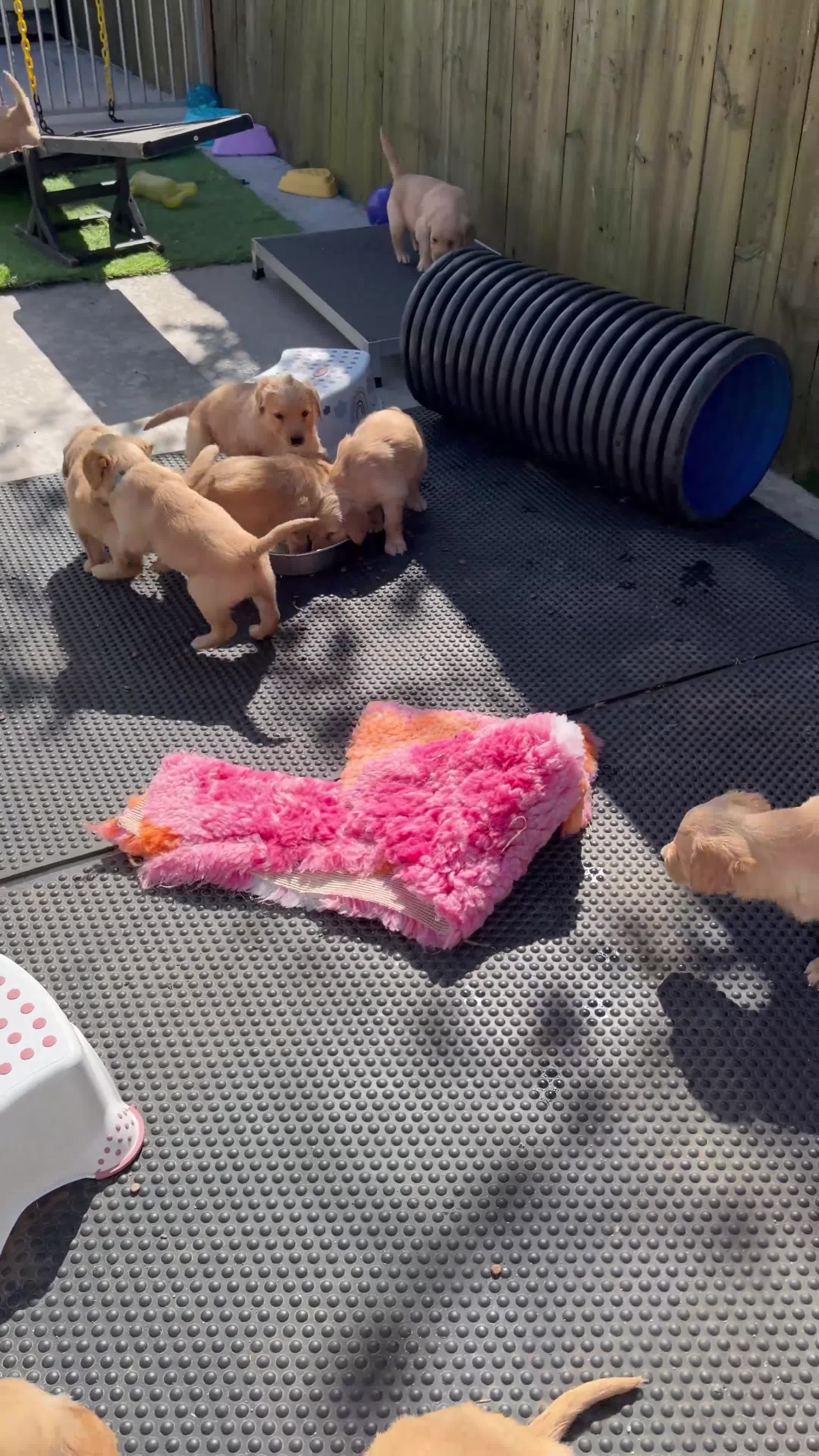 Golden Retriever dogs for sale: Golden retriever puppies  - Video 1