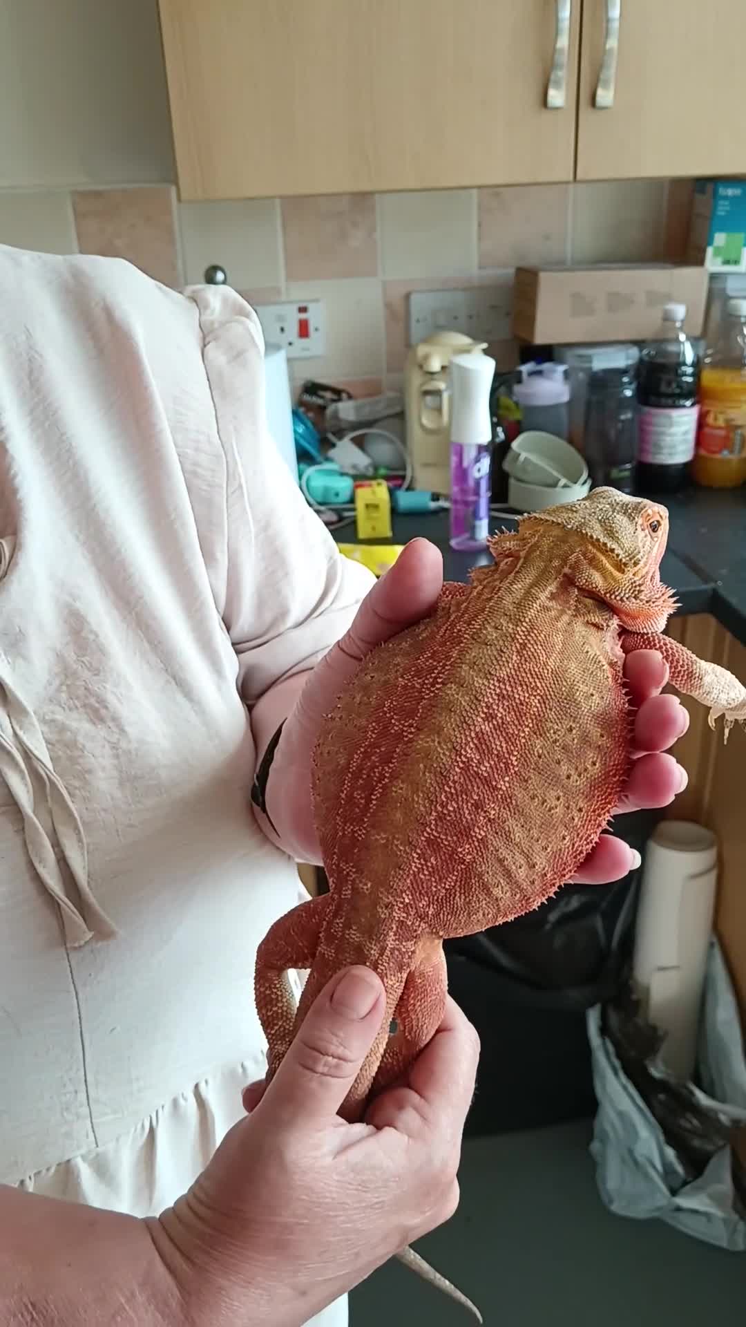 Bearded Dragon reptiles for sale: Female hypo citrus red - Video 2