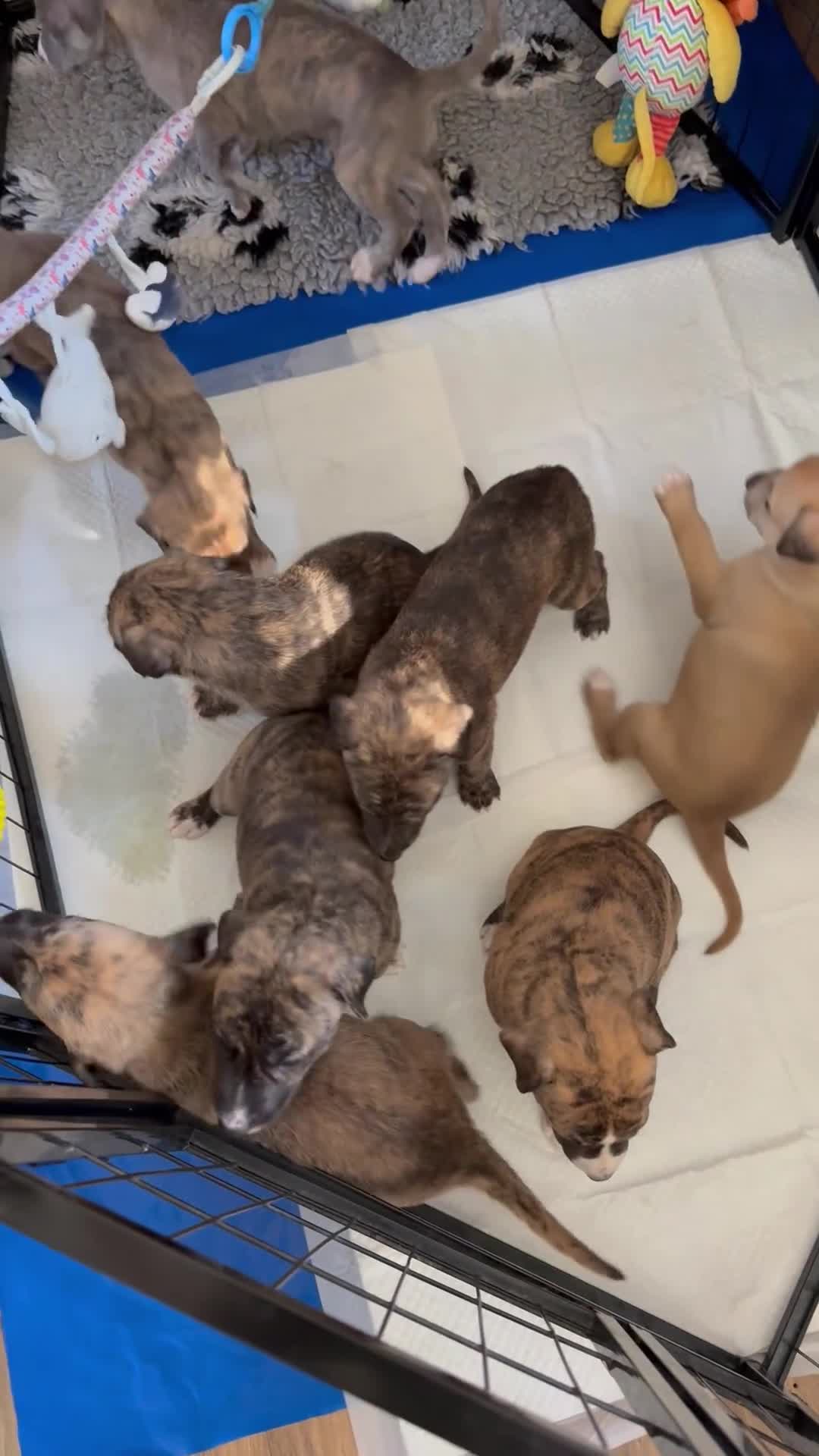 Mixed Breed dogs for sale: Deerhound x collie x bull x greyhound  - Video 2