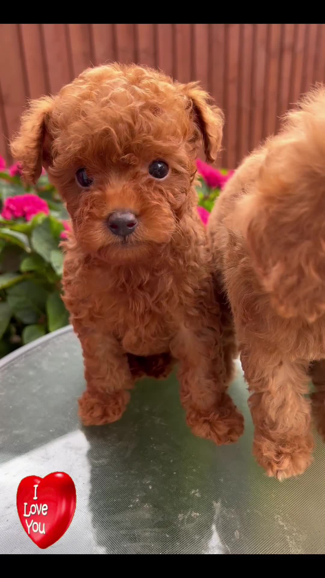 Toy Poodle dogs for sale:  🐩✨ Exceptionally Tiny Red Toy Poodles ✨🐩 - Video 1