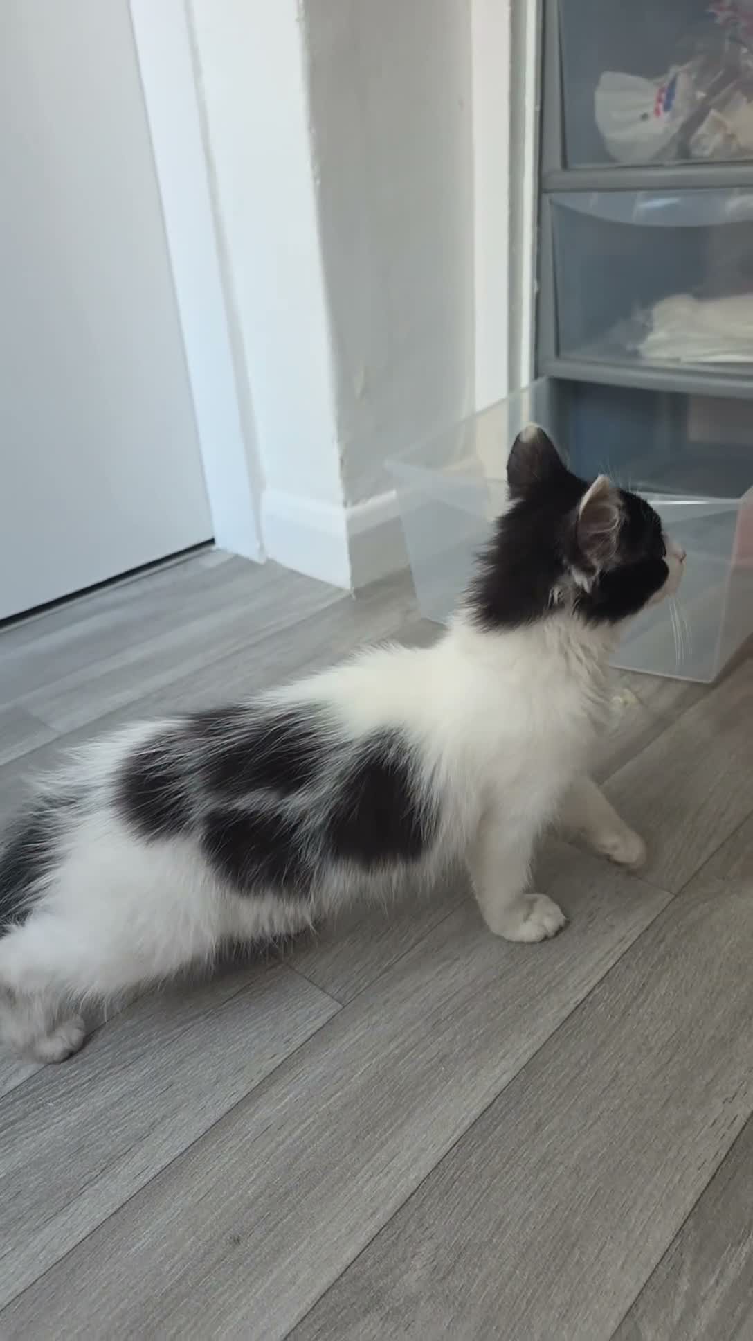 Mixed Breed cats for sale: Black and white female kitten in Leicester - Video 2