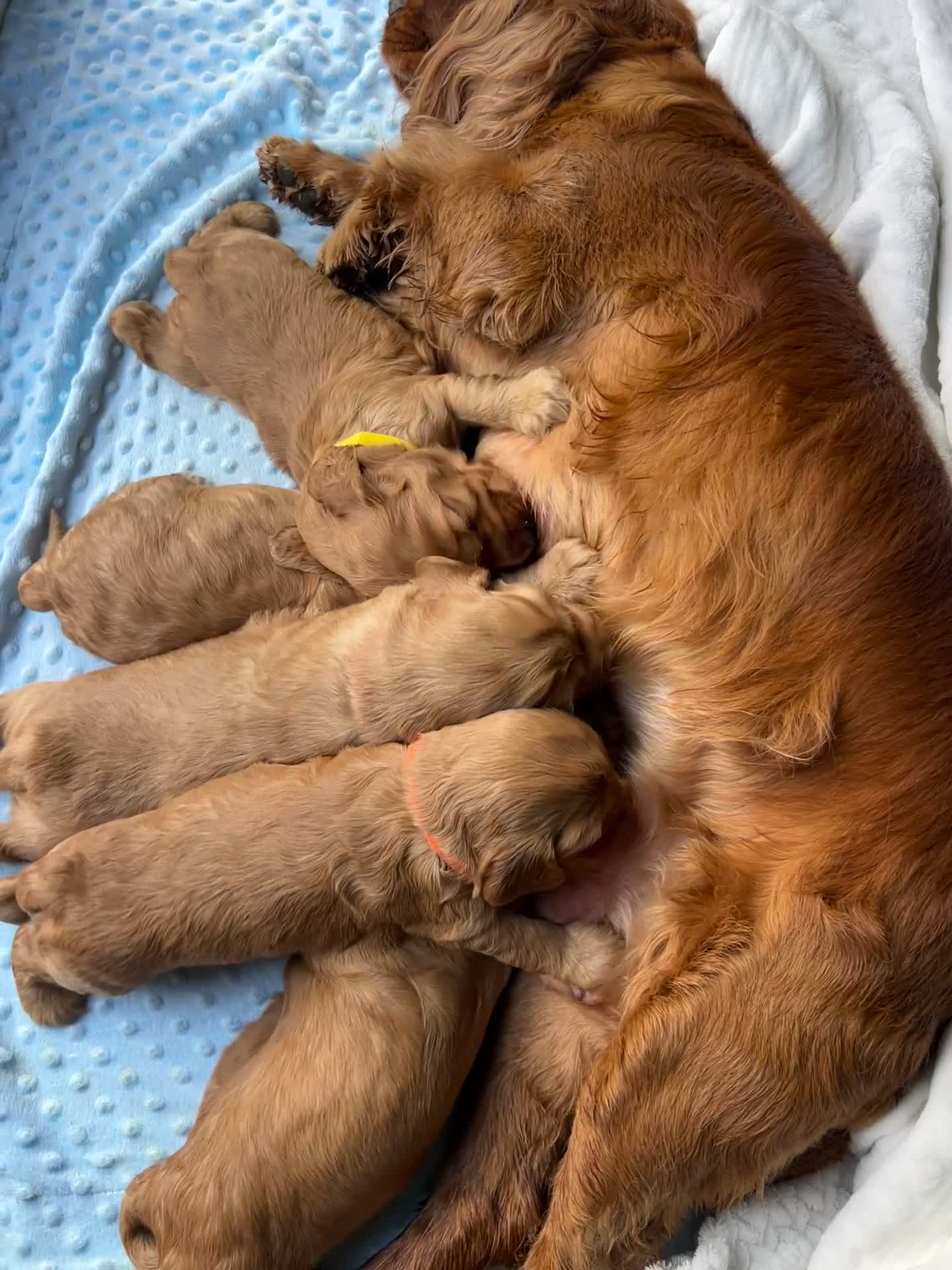 Cocker Spaniel dogs for sale: KC REGISTERED Show Type Gold Cocker Spaniels 🩷💙 - Video 2