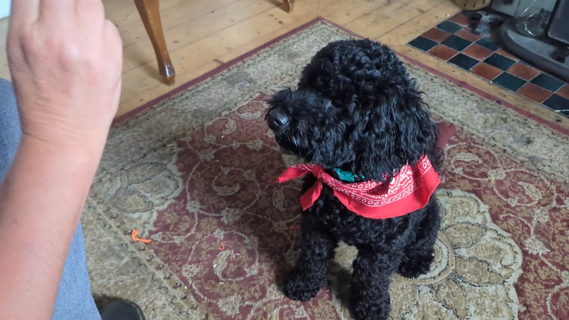 Mixed Breed dogs for stud: Jackapoo for stud in Wrexham - Video 1