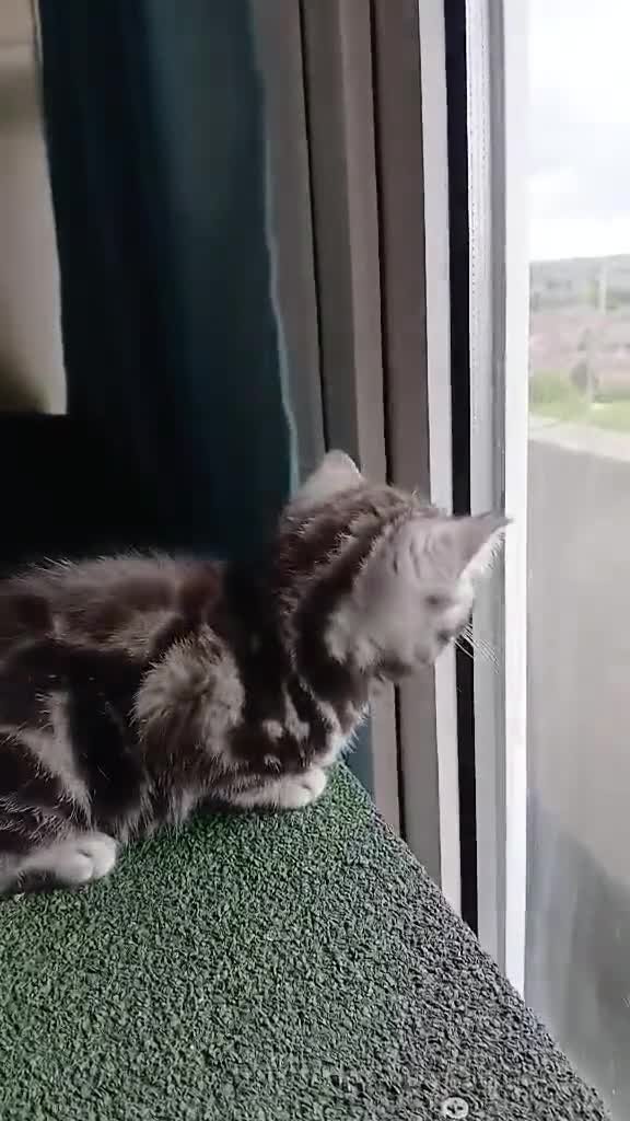 British Shorthair cats for sale: Bsh. Silver  Tabby  kitten. - Video 1