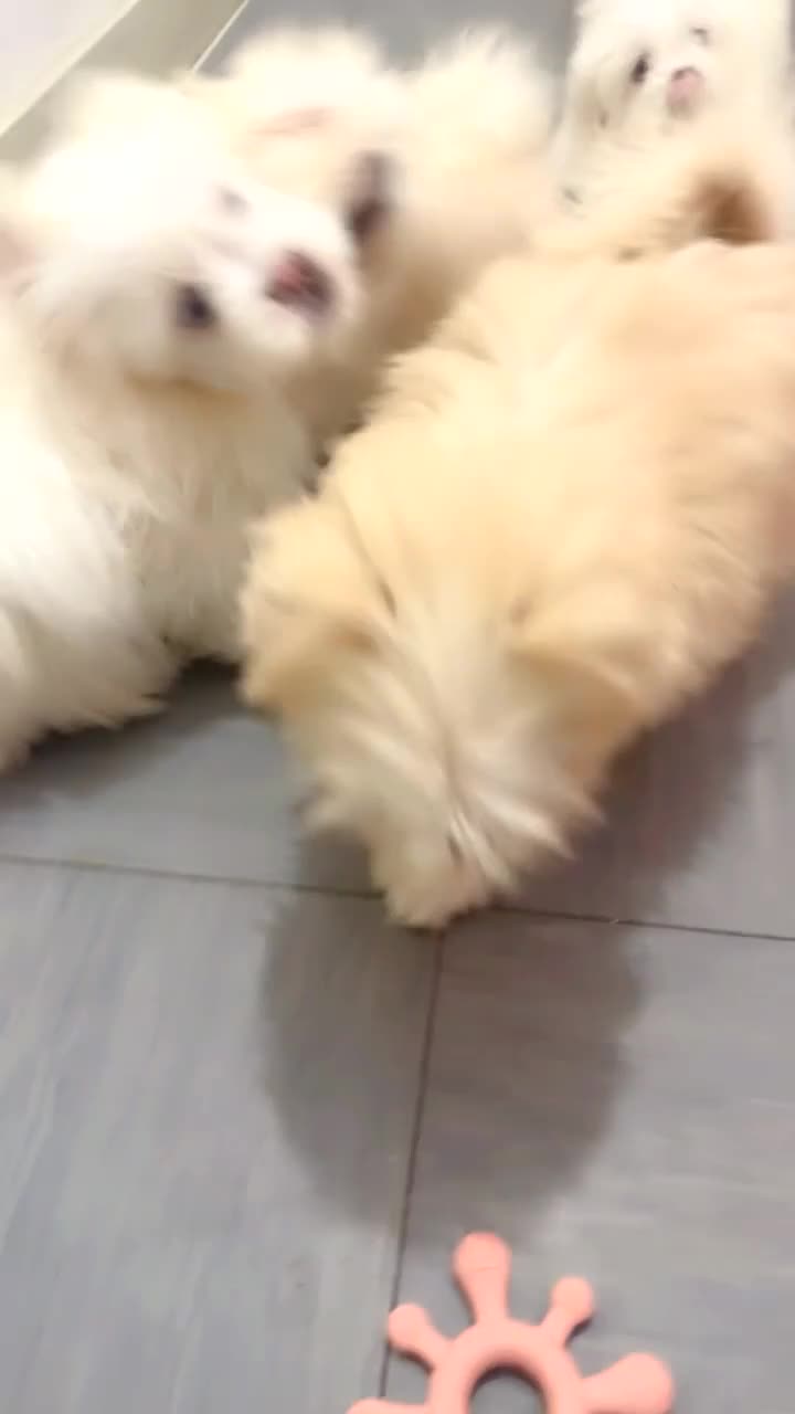 Mixed Breed dogs for sale: 🐶 3 Male Puppies Mix Shih Tzu x Pomeranian - Video 1