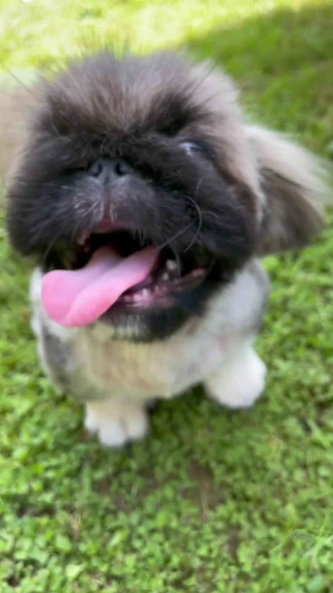 Pekingese dogs for sale: 🩵 KC reg Pekingese Puppy 🩵 - Video 1