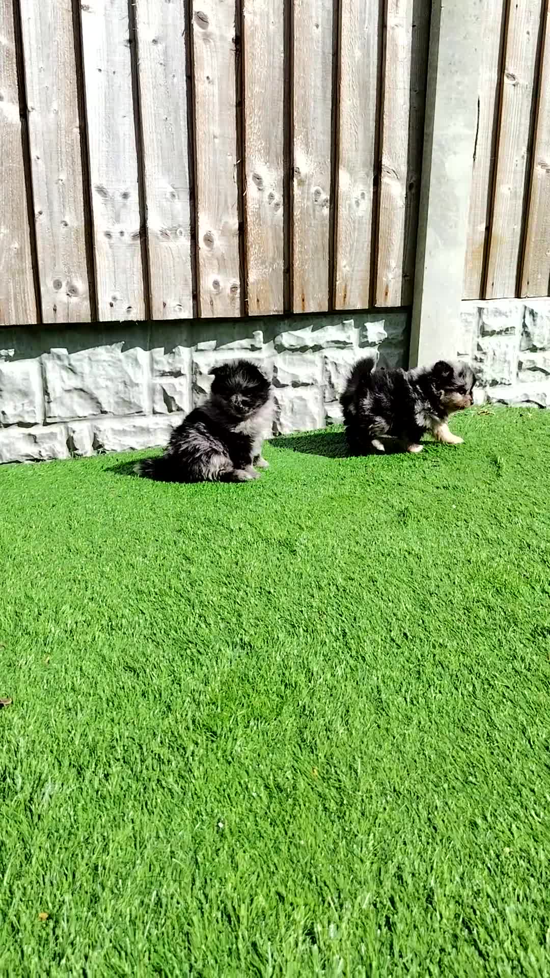 Pomeranian dogs for sale: Exceptional pomeranian puppies 🐶 - Video 1