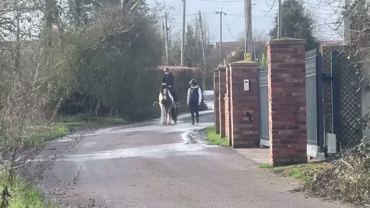 Irish Cob horses for sale: Stunning mare cob  in Canvey Island - Video 4