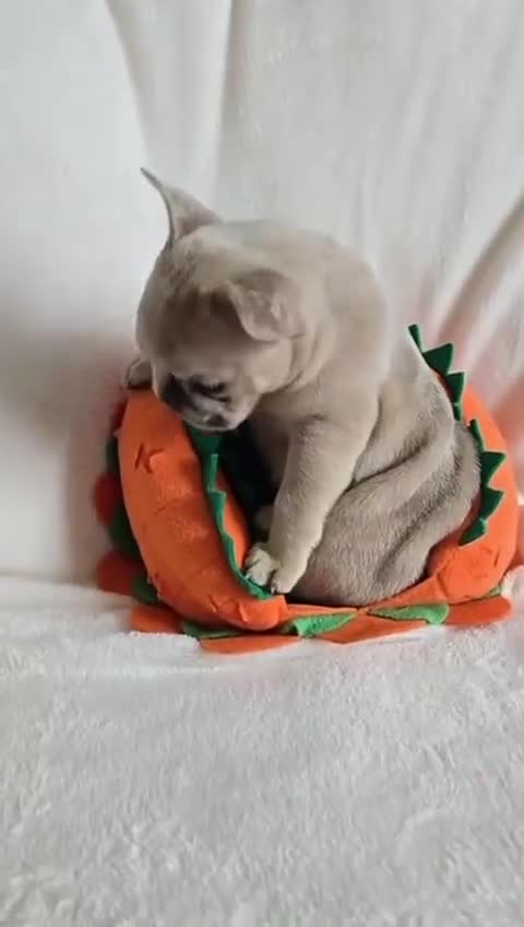 French Bulldog dogs for sale: frenchie pups merle ready now - Video 1