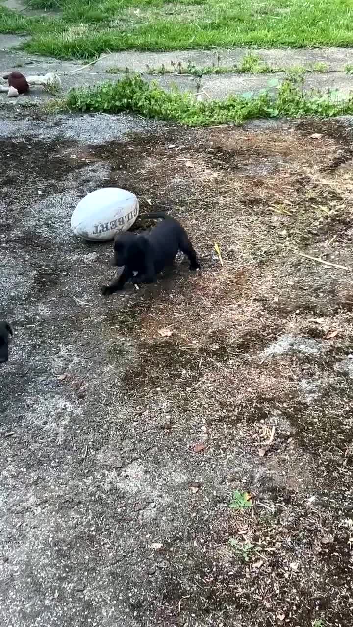 Mixed Breed dogs for sale: 5 week old whippador puppies  - Video 1