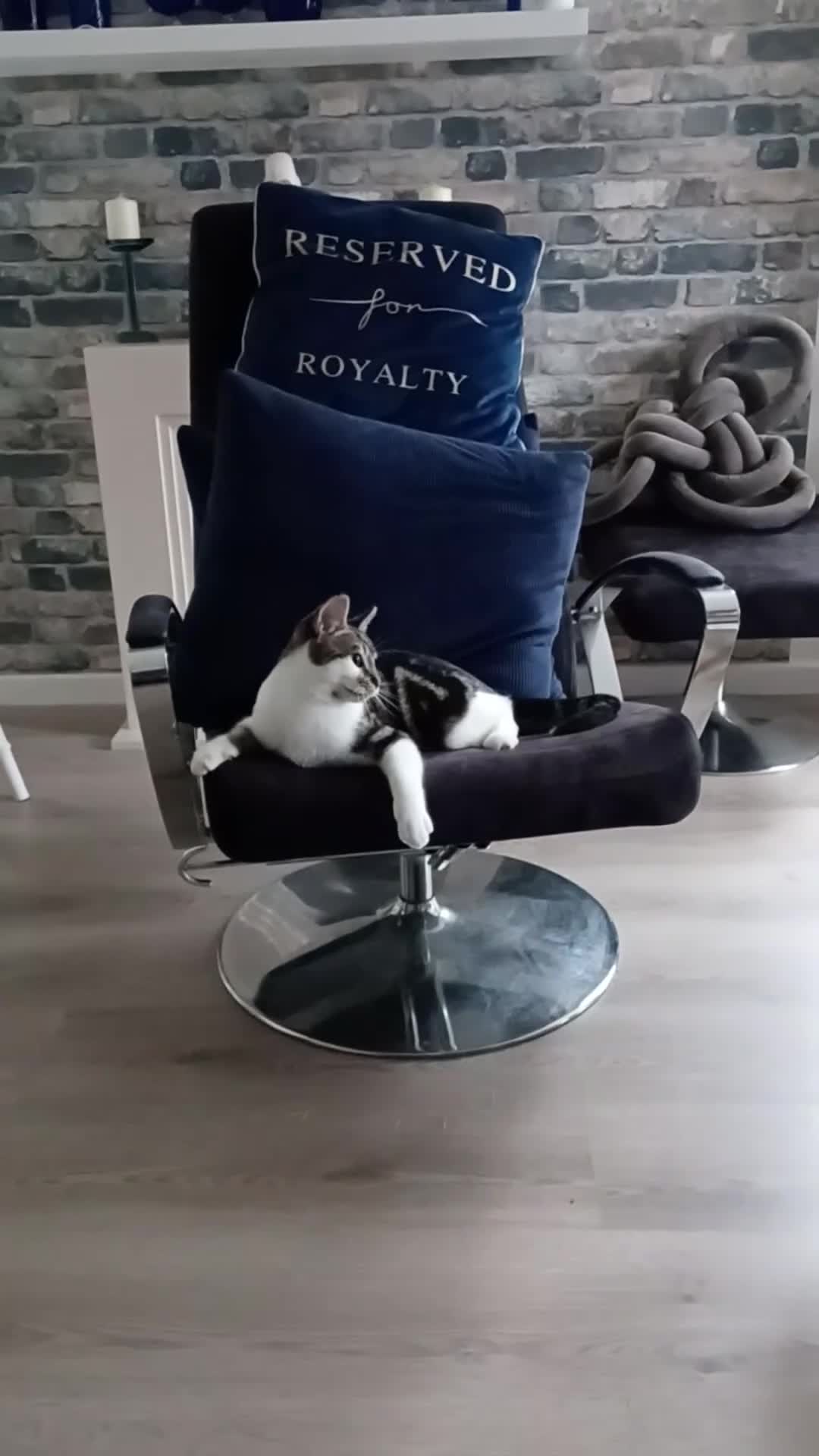 British Shorthair cats for sale: Evie needs a new home asap in Swansea - Video 1