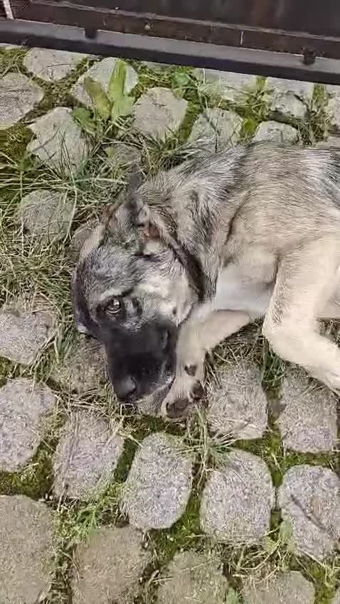 Mixed Breed dogs for adoption: 💙🐶 KAI 🐶💙 - Video 2