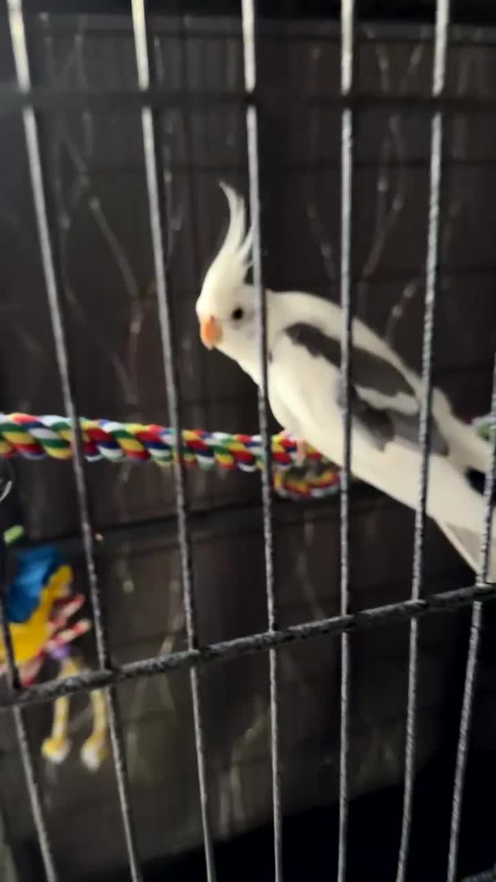 Cockatiels birds for sale: Lutino Cockatiel - Video 1