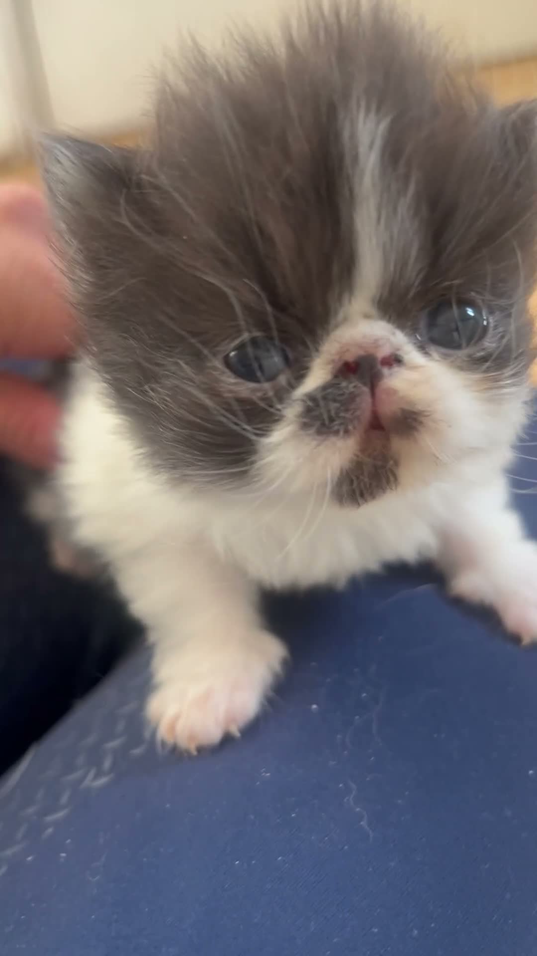 Persian cats for sale: GCCF Active Persians Grand Champion Lines - Video 1