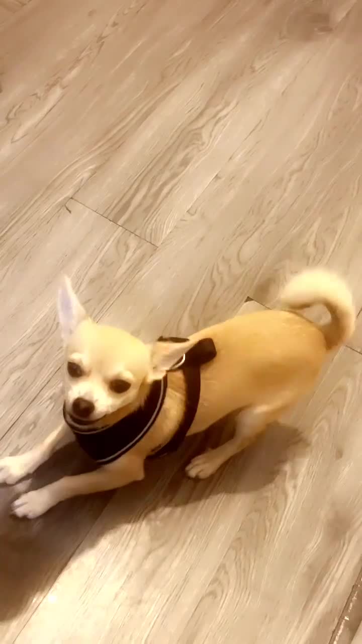 Chihuahua dogs for sale: Hi this is bear  - Video 1