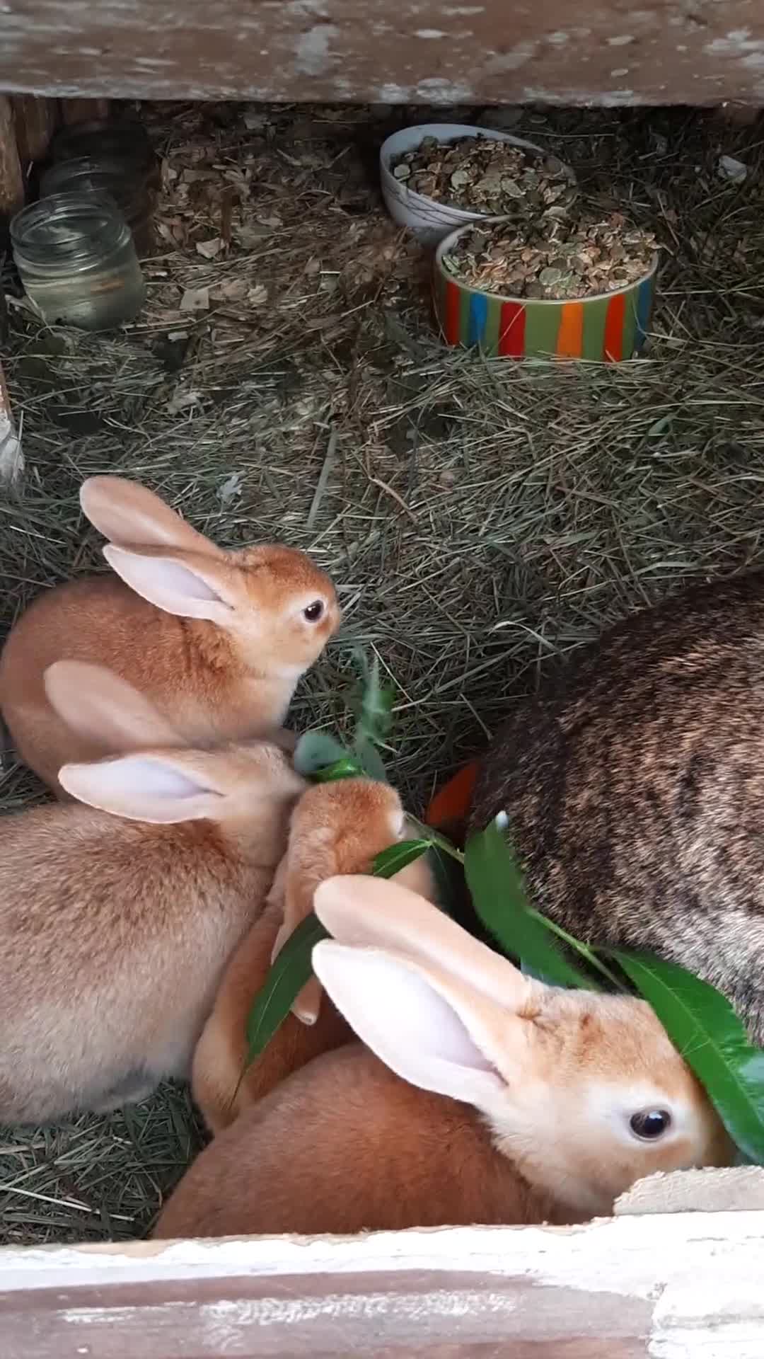 Mixed Breed rabbits for sale: Mixed rex and English tame and friendly rabbits - Video 1