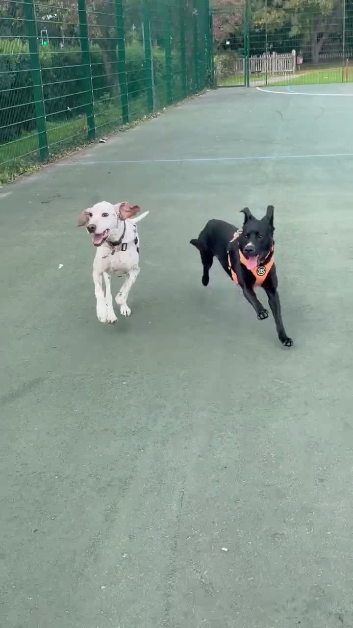 Mixed Breed dogs for sale: Beautiful 2 year old cross breed  - Video 1