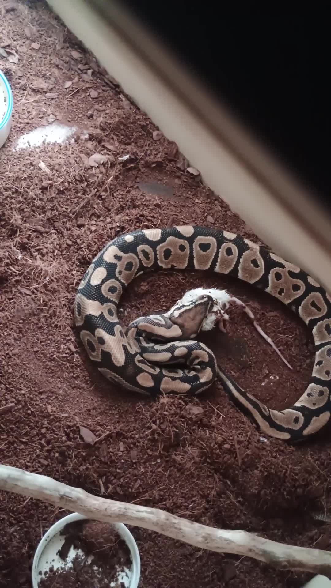 Python Snake reptiles for sale: Royal ball python  - Video 1