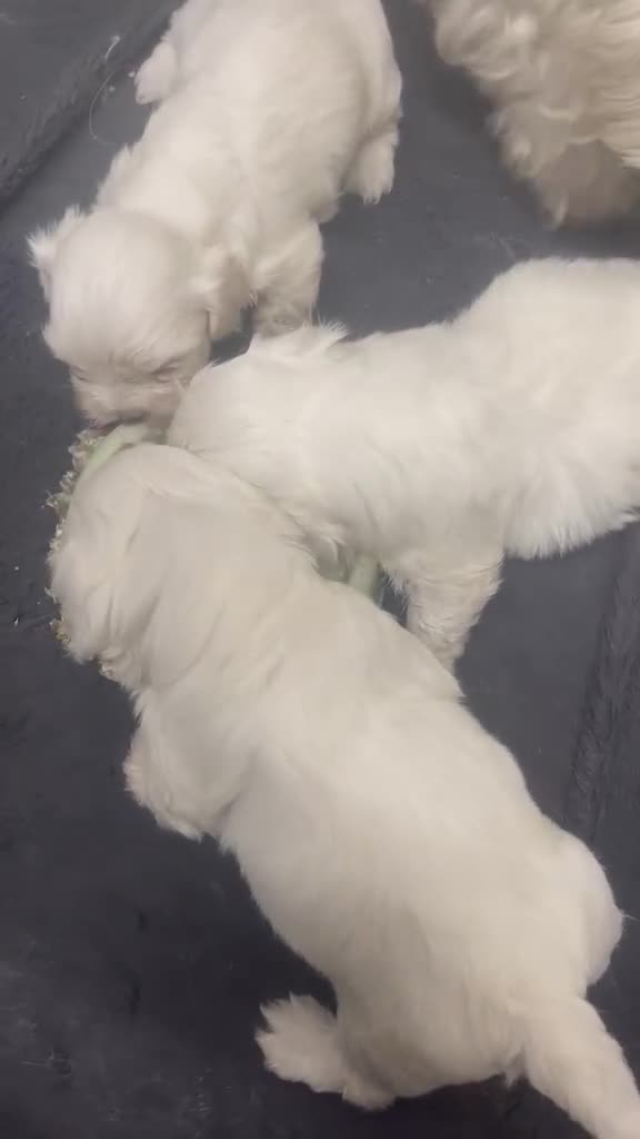 Maltese dogs for sale: 4 Maltese Puppies - Video 2