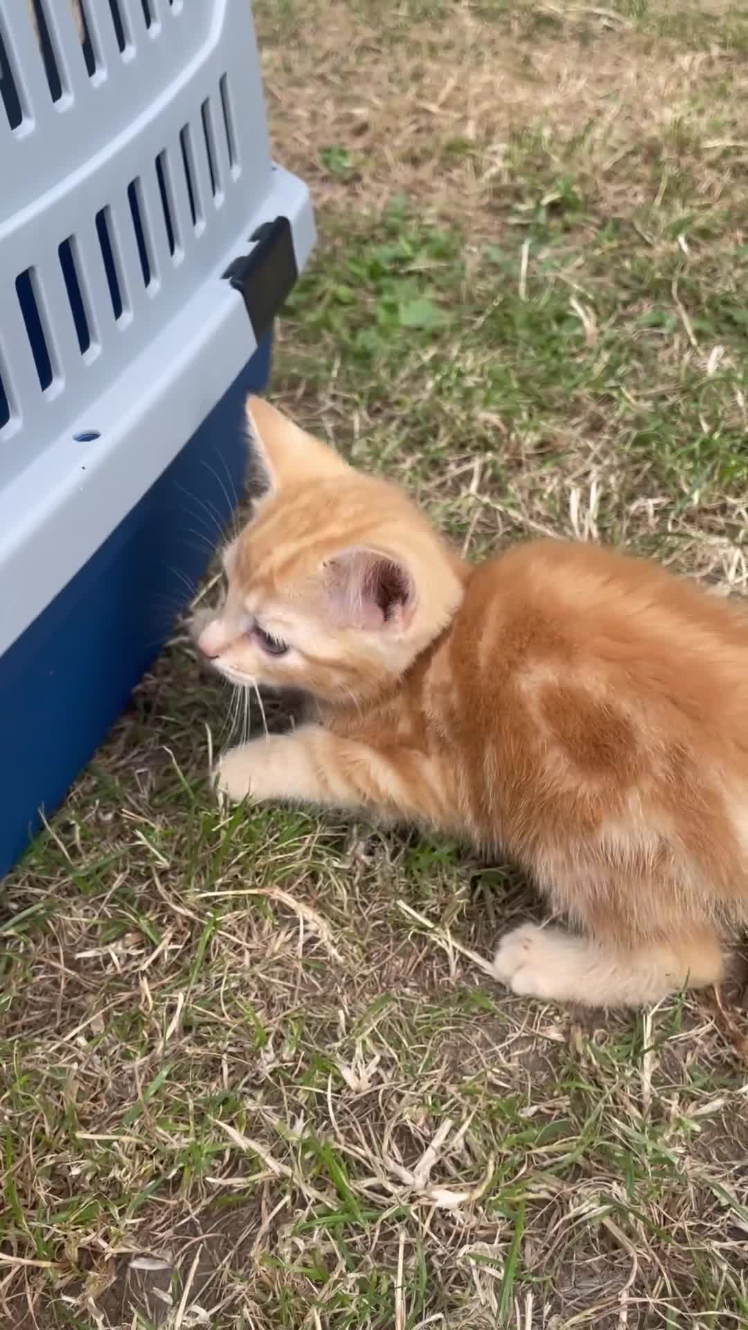 Mixed Breed cats for sale: 4 loving kittens for sale  - Video 2