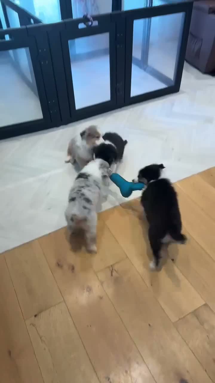 Australian Shepherd dogs for sale: AUSTRALIAN SHEPHERD - Last boy left! - Video 1
