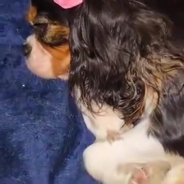 Cavalier King Charles Spaniel dogs for sale: Cavalier King Charles Spaniel Puppies Available - Video 1