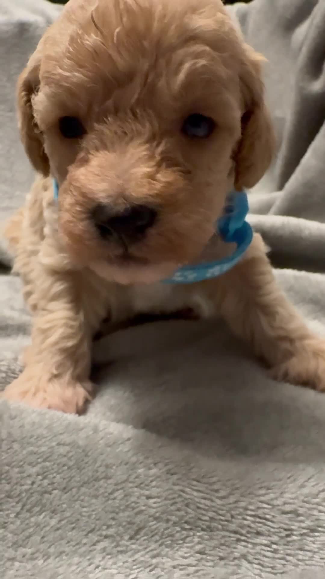 Mixed Breed dogs for sale: Poochon: 87.5% (and 12.5% jack russell) - Video 1