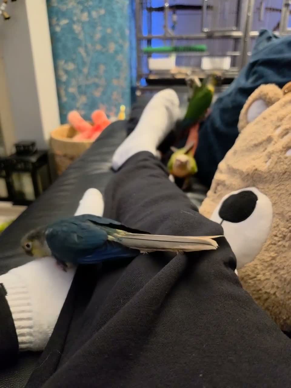 Conures birds for sale: Hand reared 325 ono - Video 1
