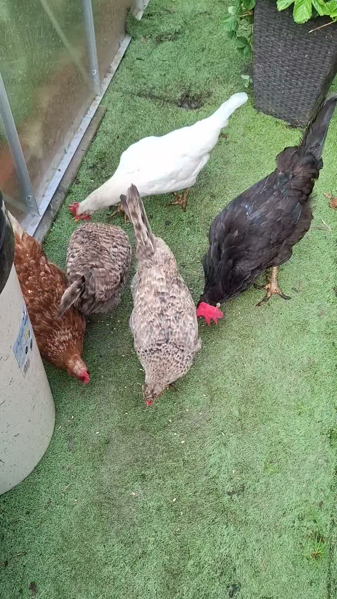 Hens poultry for sale: 5 Laying Hens Group of 5 Colorful Egg Layers in Bathgate - Video 1