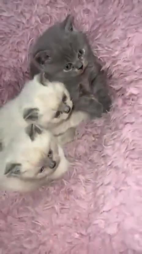 British Shorthair cats for sale: British shorthair kitten for sale - Video 2