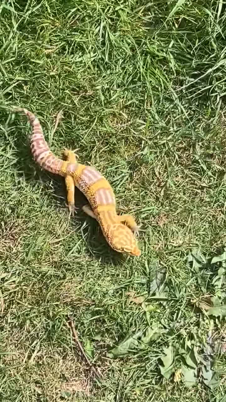 Leopard Gecko reptiles for sale: Leopard gecko and enclosure STEAL! - Video 2