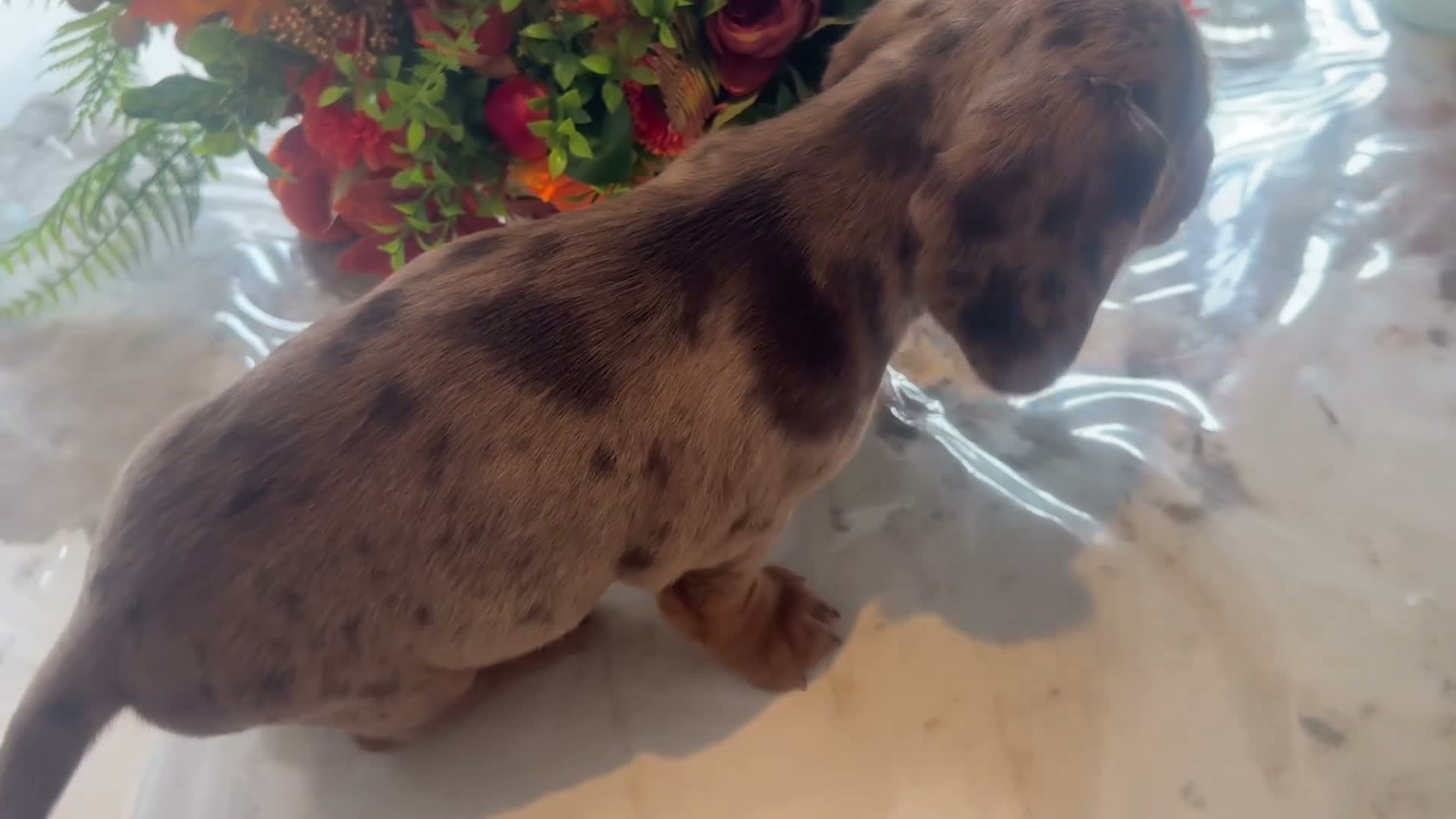 Mixed Breed dogs for sale: 8 week old dockers 4 males  - Video 3