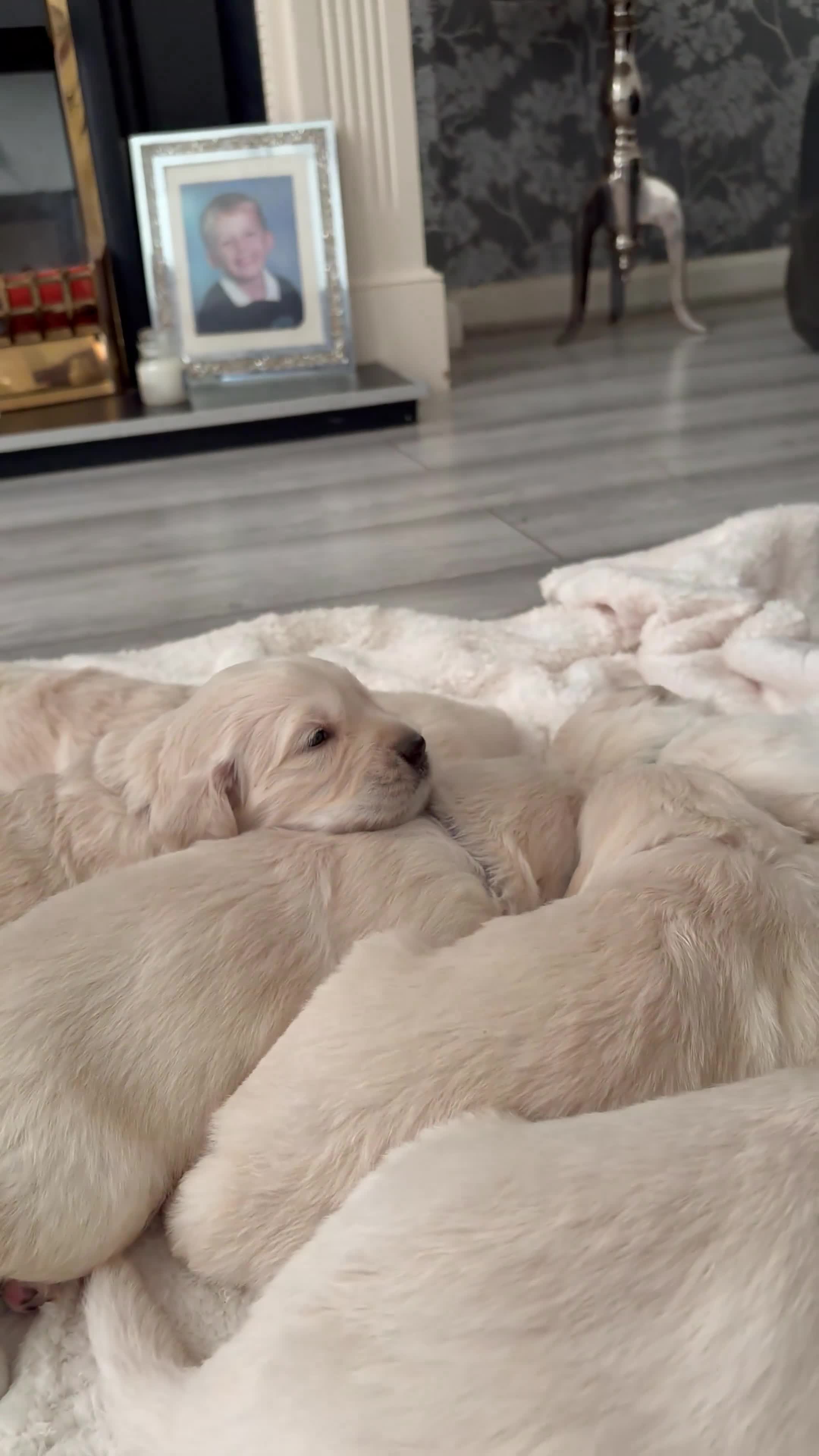 Golden Retriever dogs for sale: BEAUTIFUL KC REG SHOWLINE GOLDEN RETRIEVER PUPPIES - Video 3