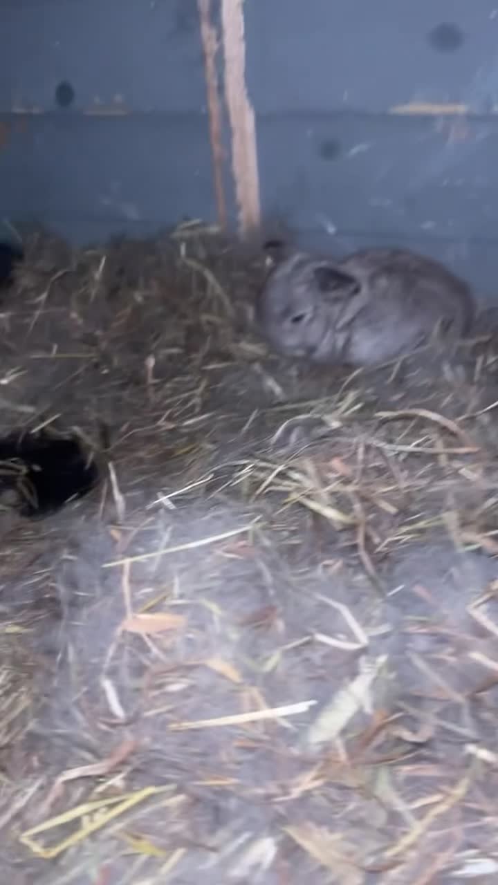 Mini Lop rabbits for sale: Mini lops - Video 1
