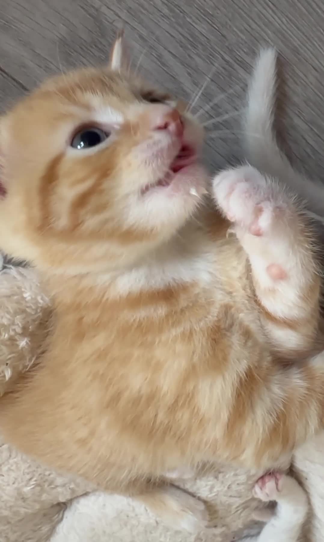 Mixed Breed cats for sale: Beautiful kittens looking for new homes in Basingstoke - Video 3