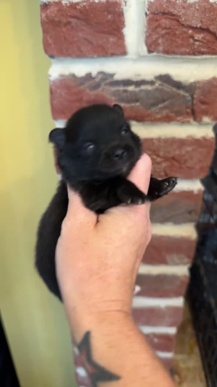 Pomeranian dogs for sale: Pomeranian puppies  - Video 2