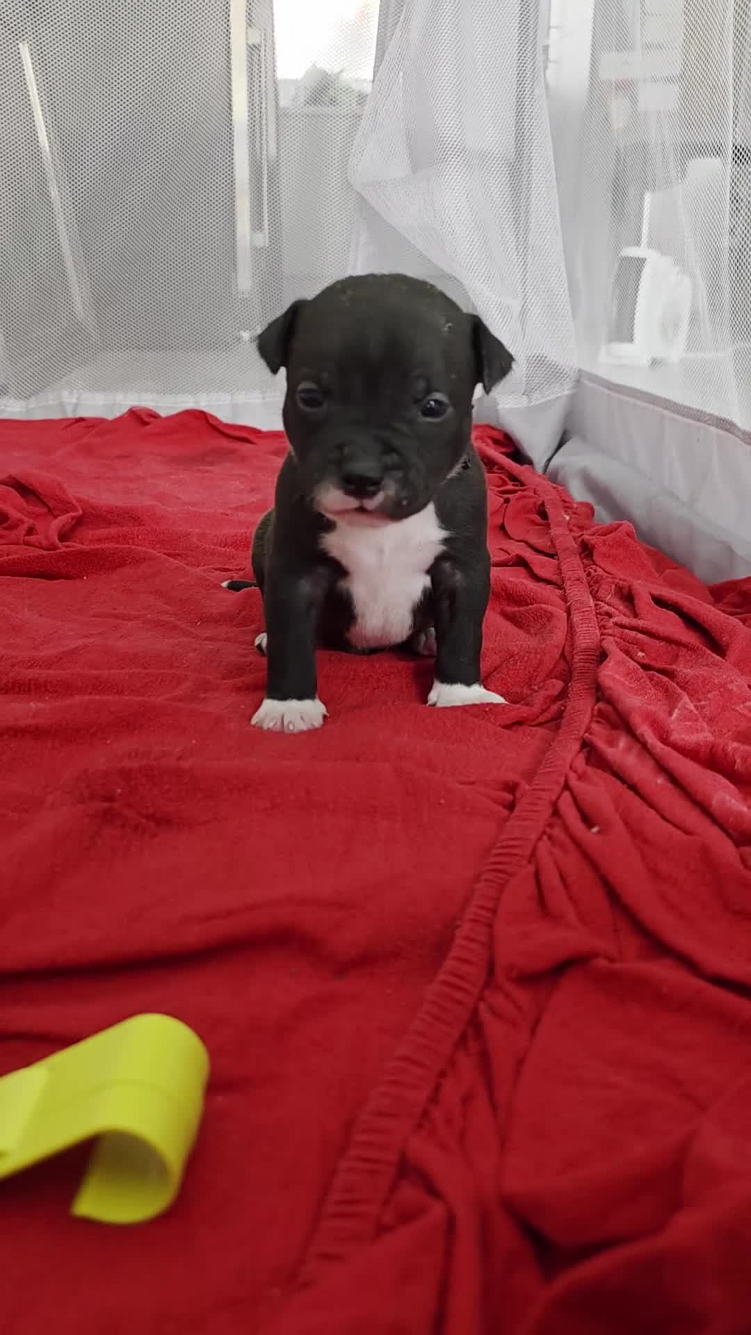 Staffordshire Bull Terrier dogs for sale: STAFFORDSHIRE BULL TERRIOR PUPPIES - Video 2
