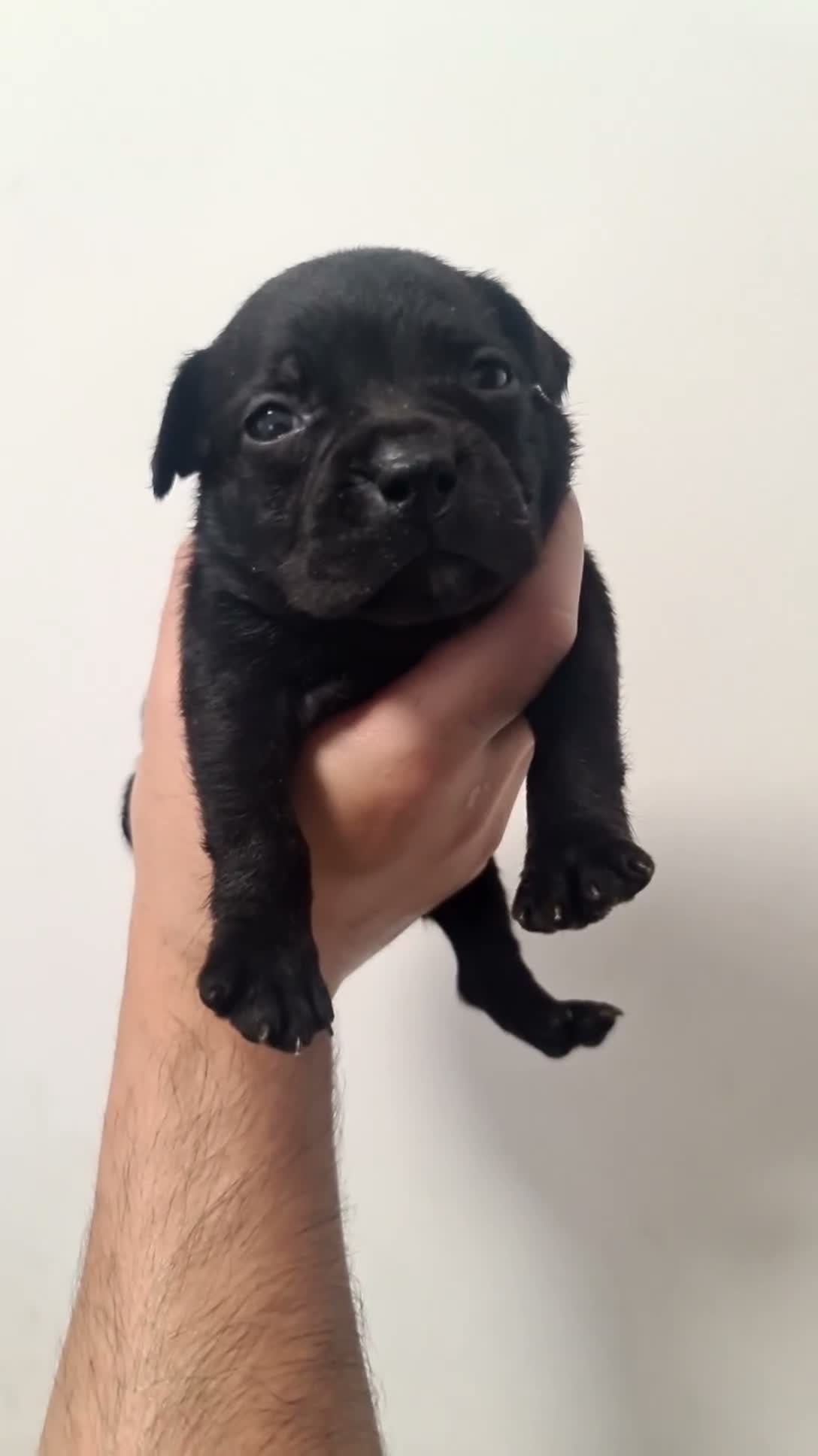 Staffordshire Bull Terrier dogs for sale: Amazing Rainbow litter of Puppy's  - Video 5