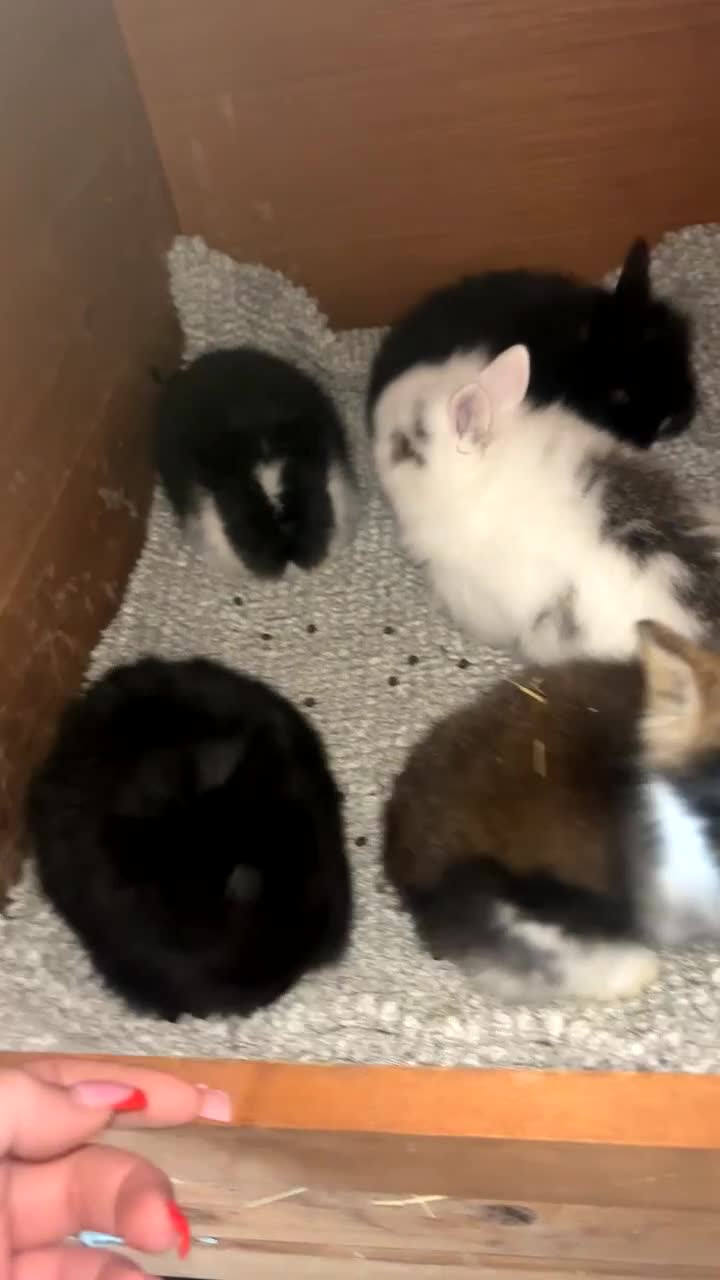 Lionhead rabbits for sale: Lion head bunnies available 🐰 - Video 1