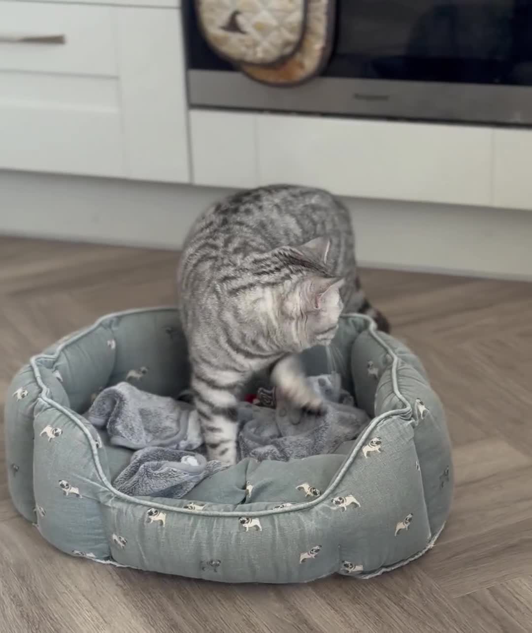 British Shorthair cats for sale: British Shorthair Silver Spotted GCCF Cat - Video 2