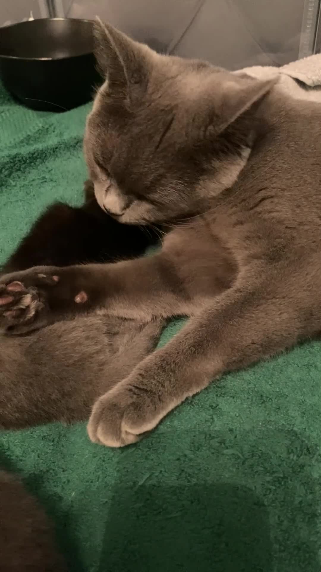 British Shorthair cats for sale: Amazing Pedigree British Shorthair Kittens  - Video 1
