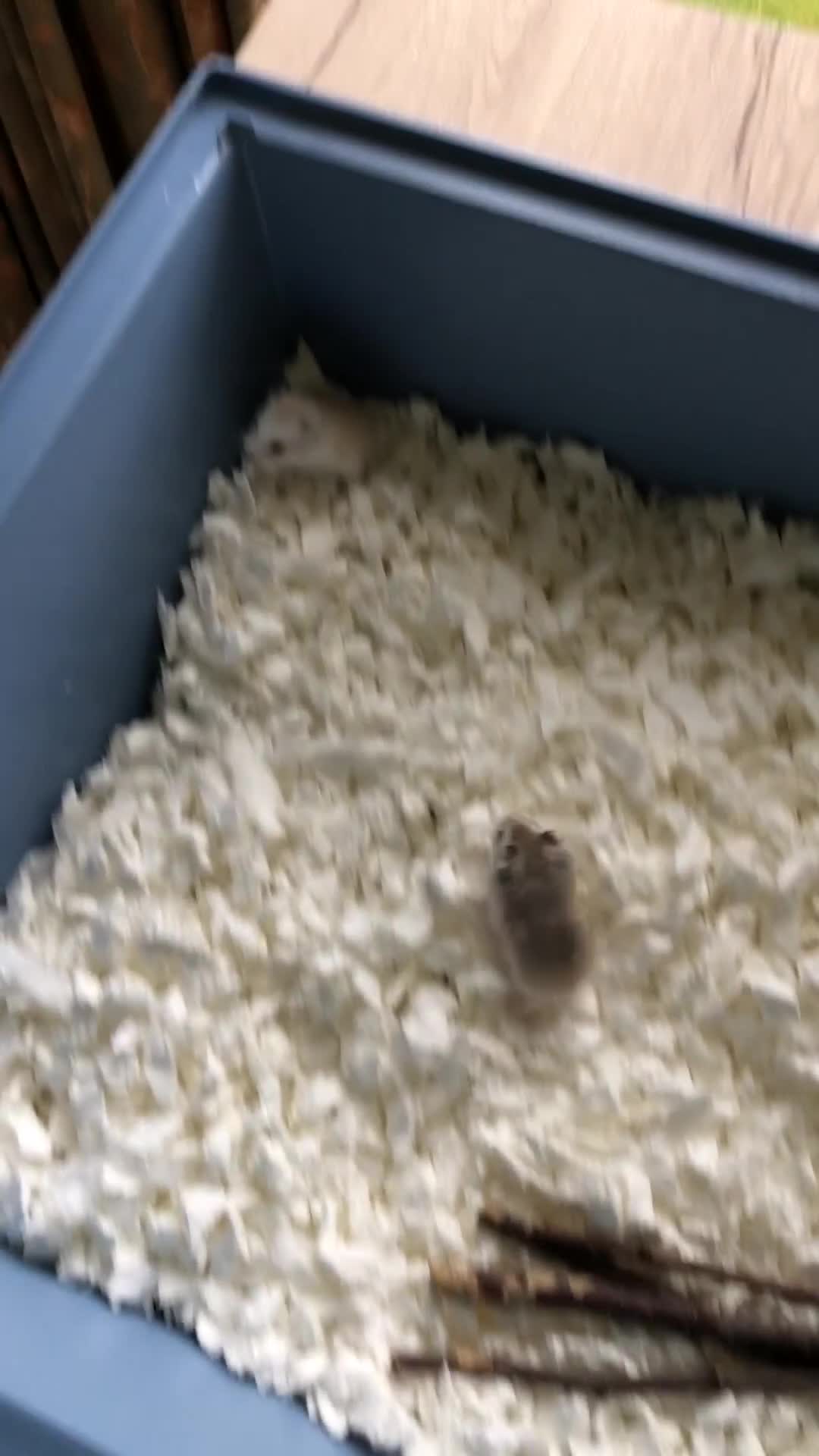 Hamster rodents for sale: roborovski dwarf hamster - Video 2