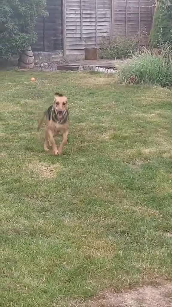 Mixed Breed dogs for adoption: Ruby is looking for her forever home - Video 3