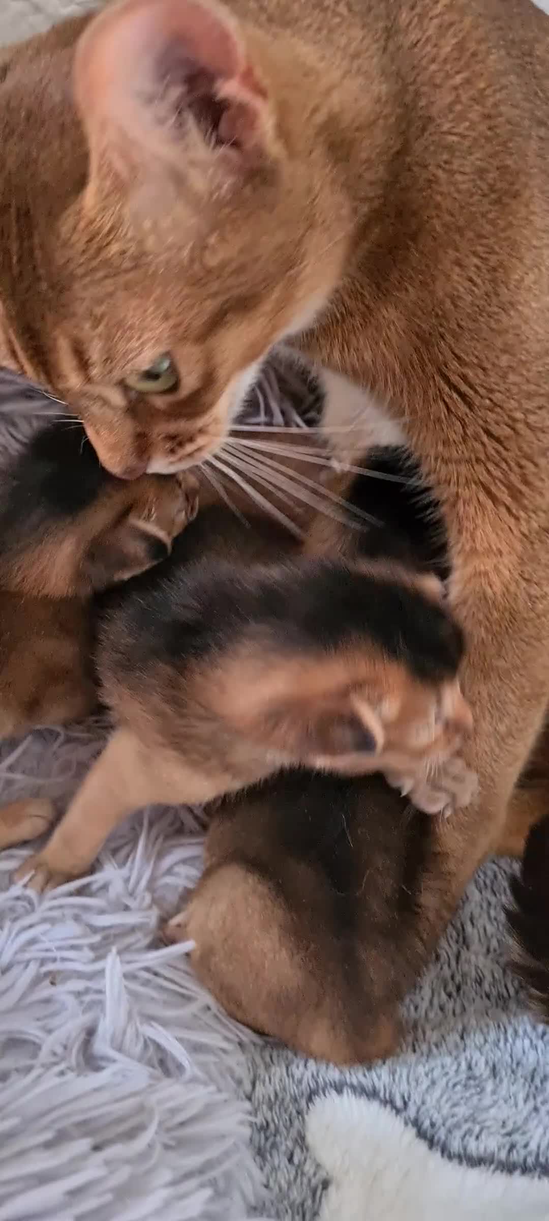 Abyssinian cats for sale: 4 Abysinnian registered boys - Video 1