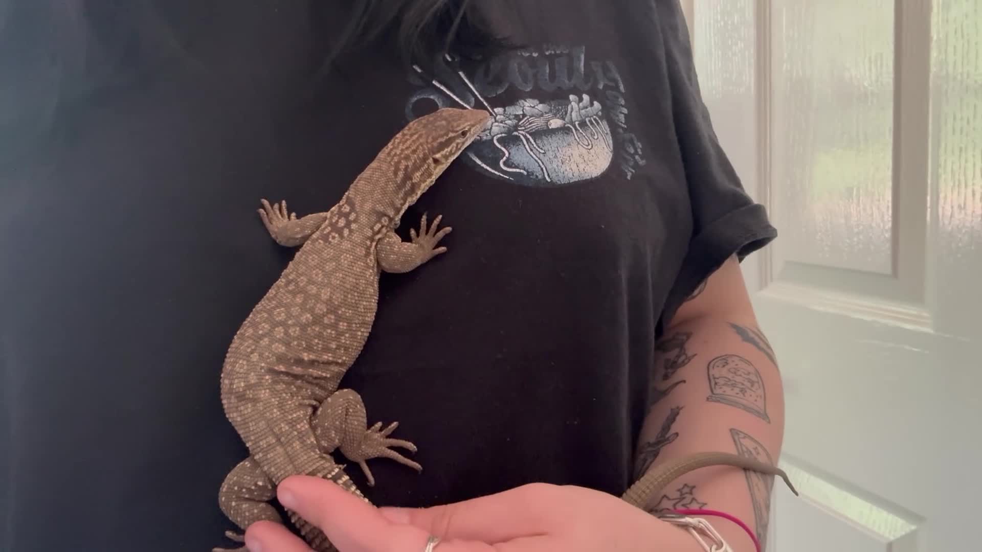 Monitor reptiles for sale: unsexed ackie monitor - Video 1