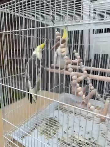 Cockatiels birds for sale: Two cocktails  in Sunbury-on-Thames - Video 1