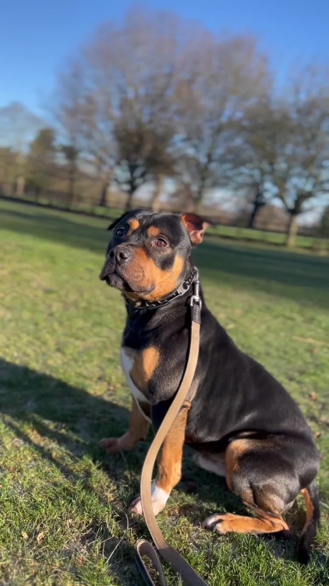 Staffordshire Bull Terrier dogs for sale: LAST 3 MALES RED STAFFY PUPS - Video 1