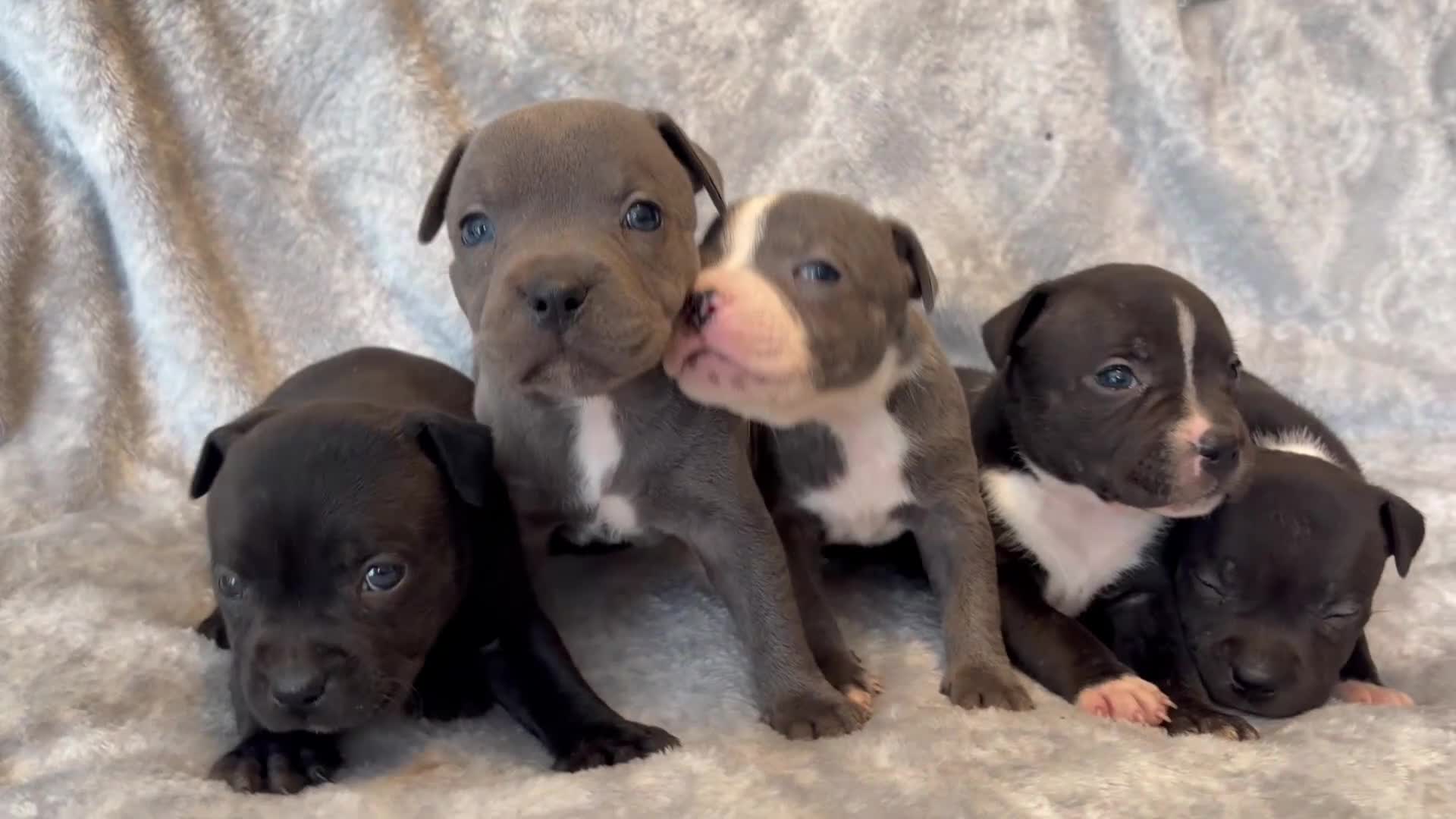 Staffordshire Bull Terrier dogs for sale: Stunning Staffordshire bull terrier puppies in Manchester - Video 1